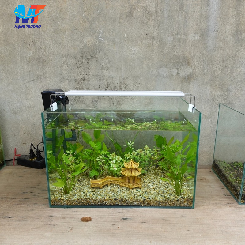 chuyển bể thủy sinh khi chuyển nhà