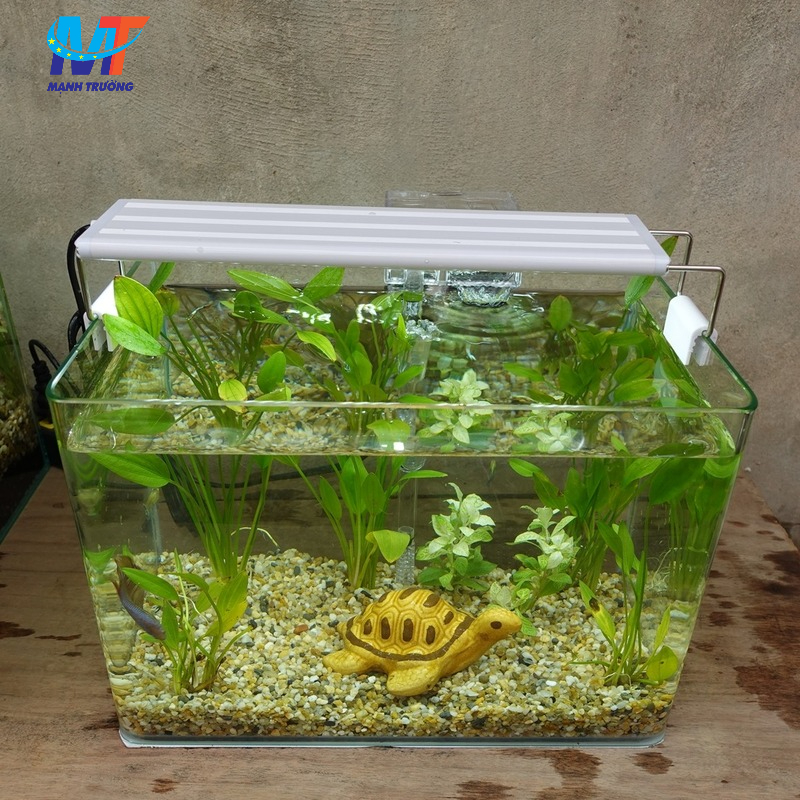 chuyển bể thủy sinh khi chuyển nhà