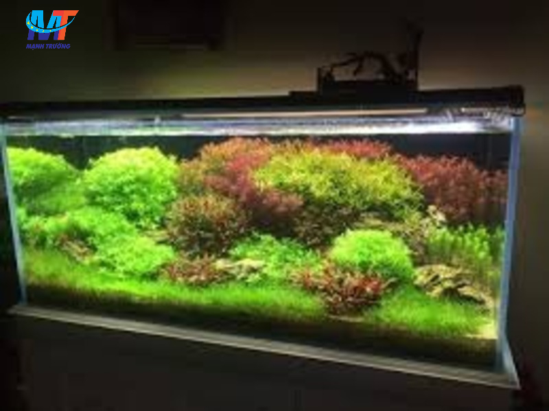 chuyển bể thủy sinh khi chuyển nhà
